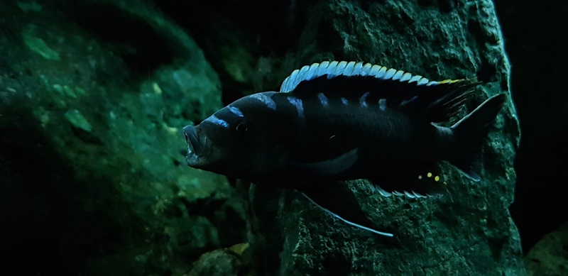 Cynotilapia zebroides 'Ndonga (Deep)'